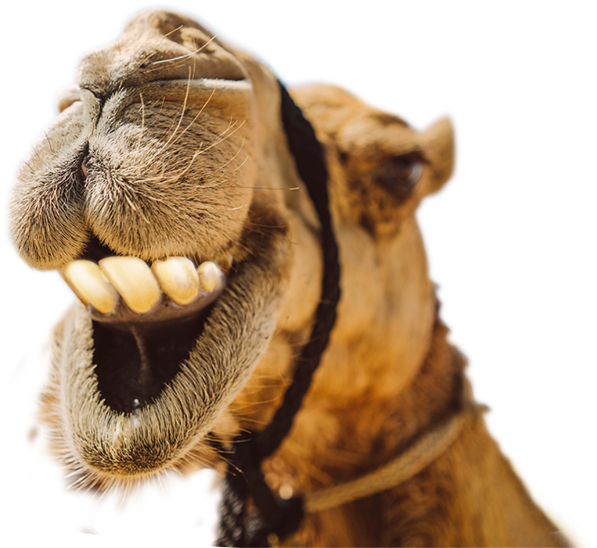 Download Laughing Camel Portrait | Wallpapers.com