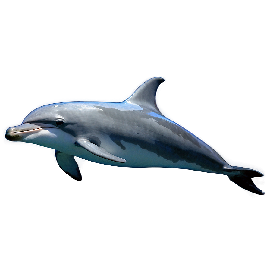 Laughing Dolphin Png Djt PNG