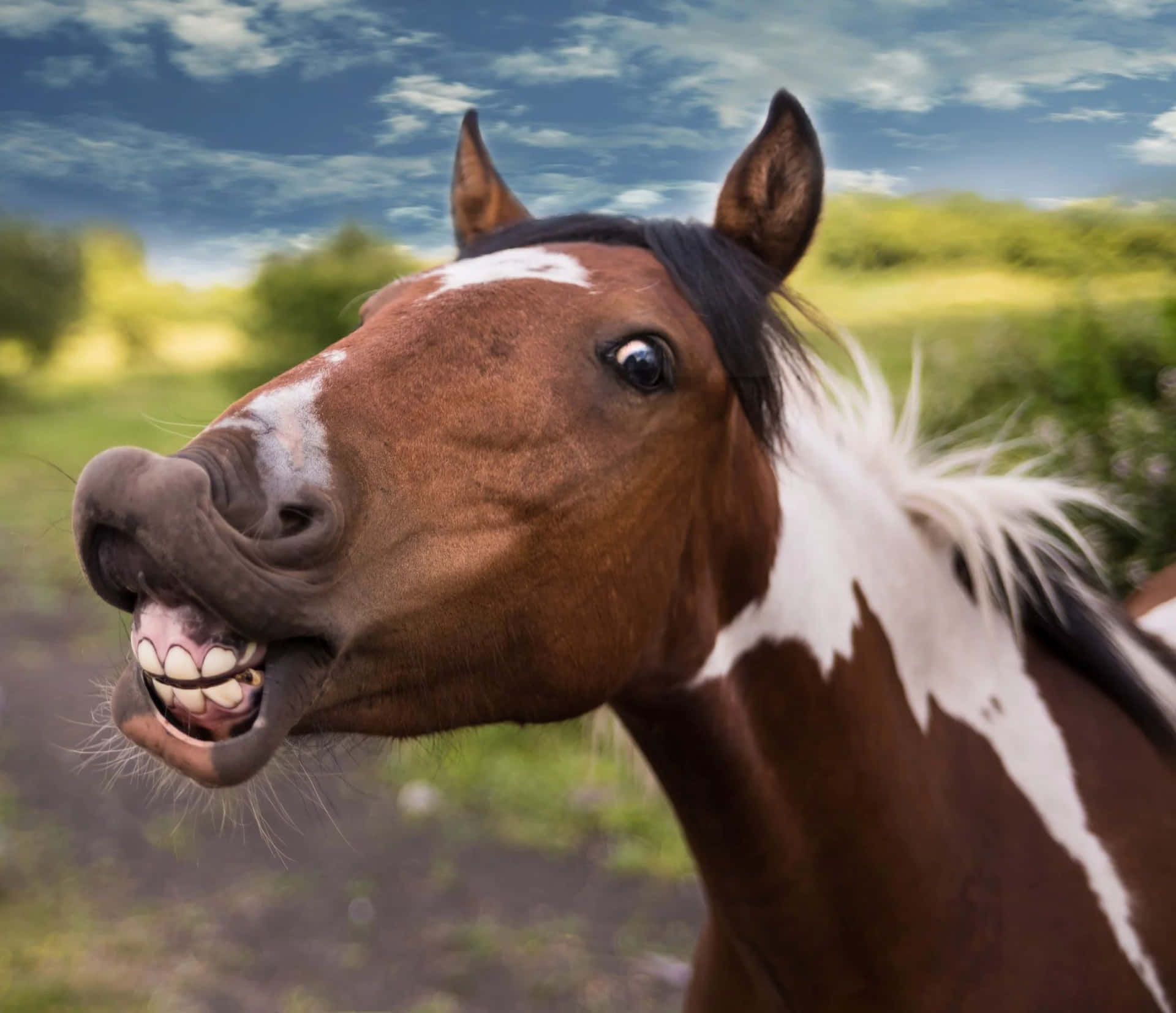 Cheval Riant Dans La Nature.jpg Fond d'écran