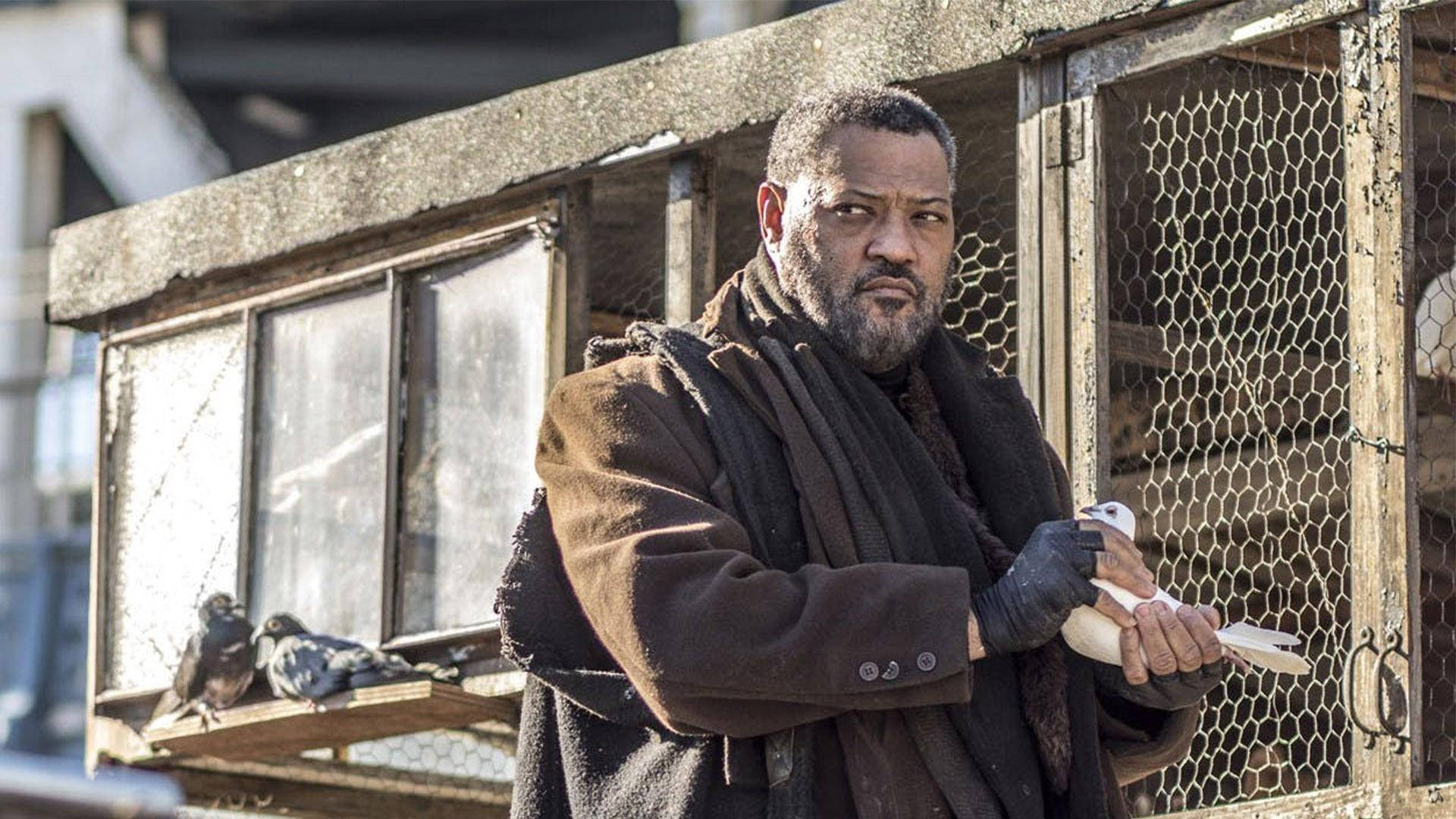 Laurence Fishburne Taking Out A Pigeon Wallpaper