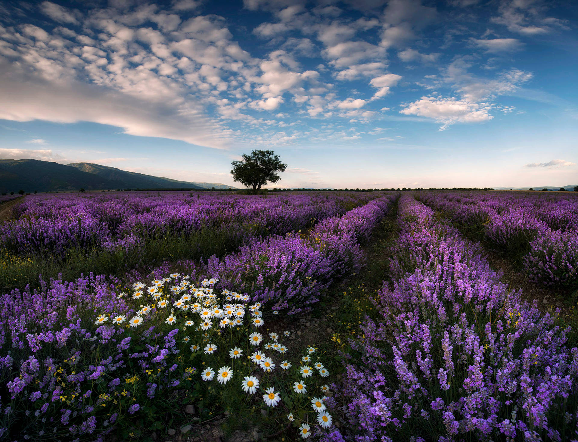 Lavender Aesthetic Field And Daisies Wallpaper
