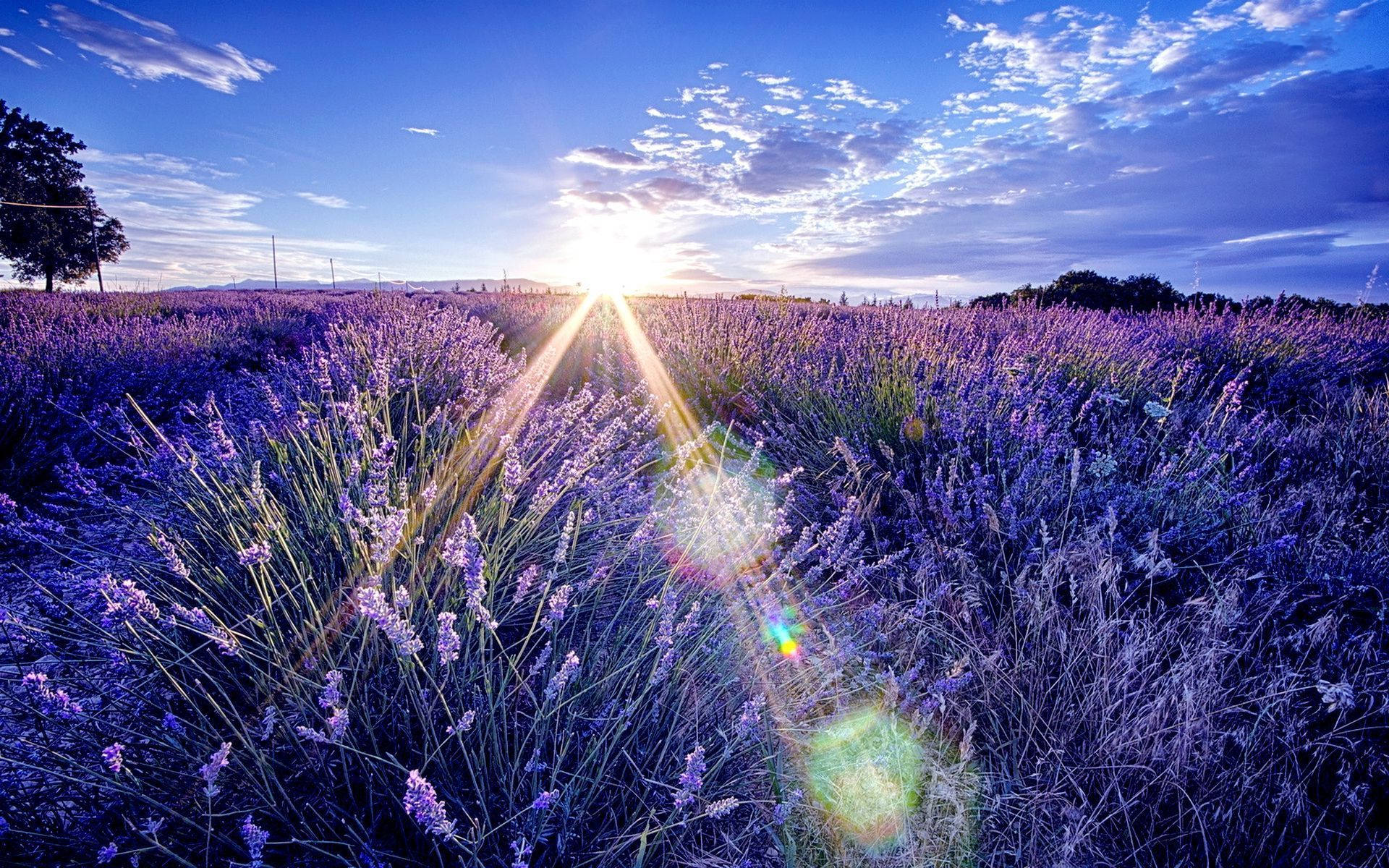 Lavender Aesthetic Field And The Sunrise Wallpaper