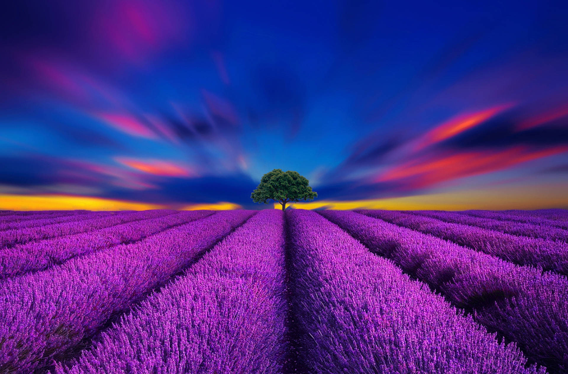 Lavender Aesthetic Field And Vibrant Blue Skies Wallpaper