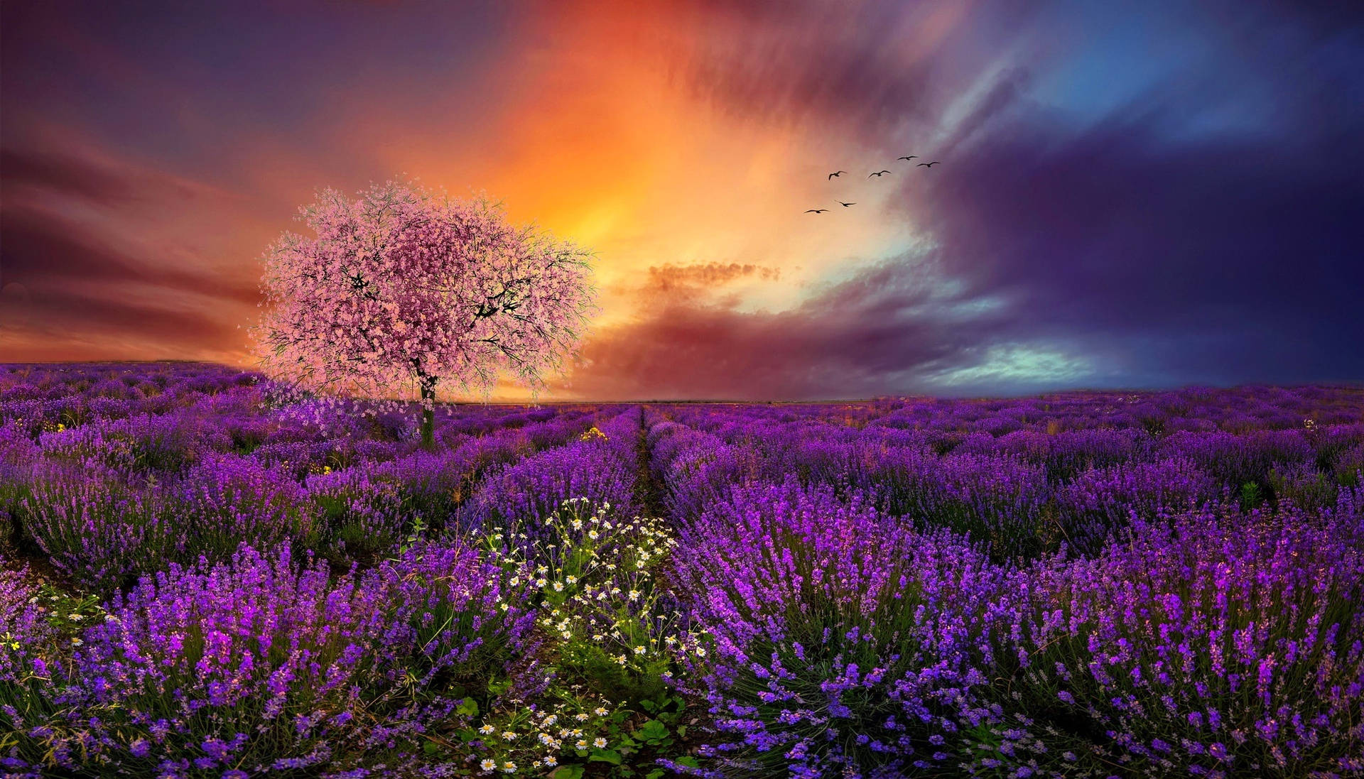 Lavender Aesthetic Field, Cherry Blossoms And Sunset Wallpaper