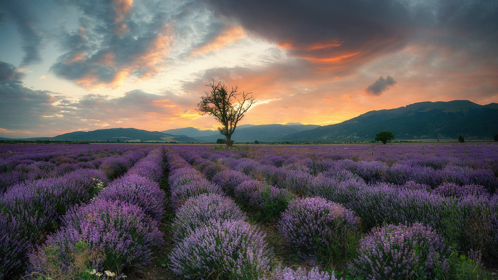 Lavender Aesthetic Field, Mountains, And Sunset Wallpaper