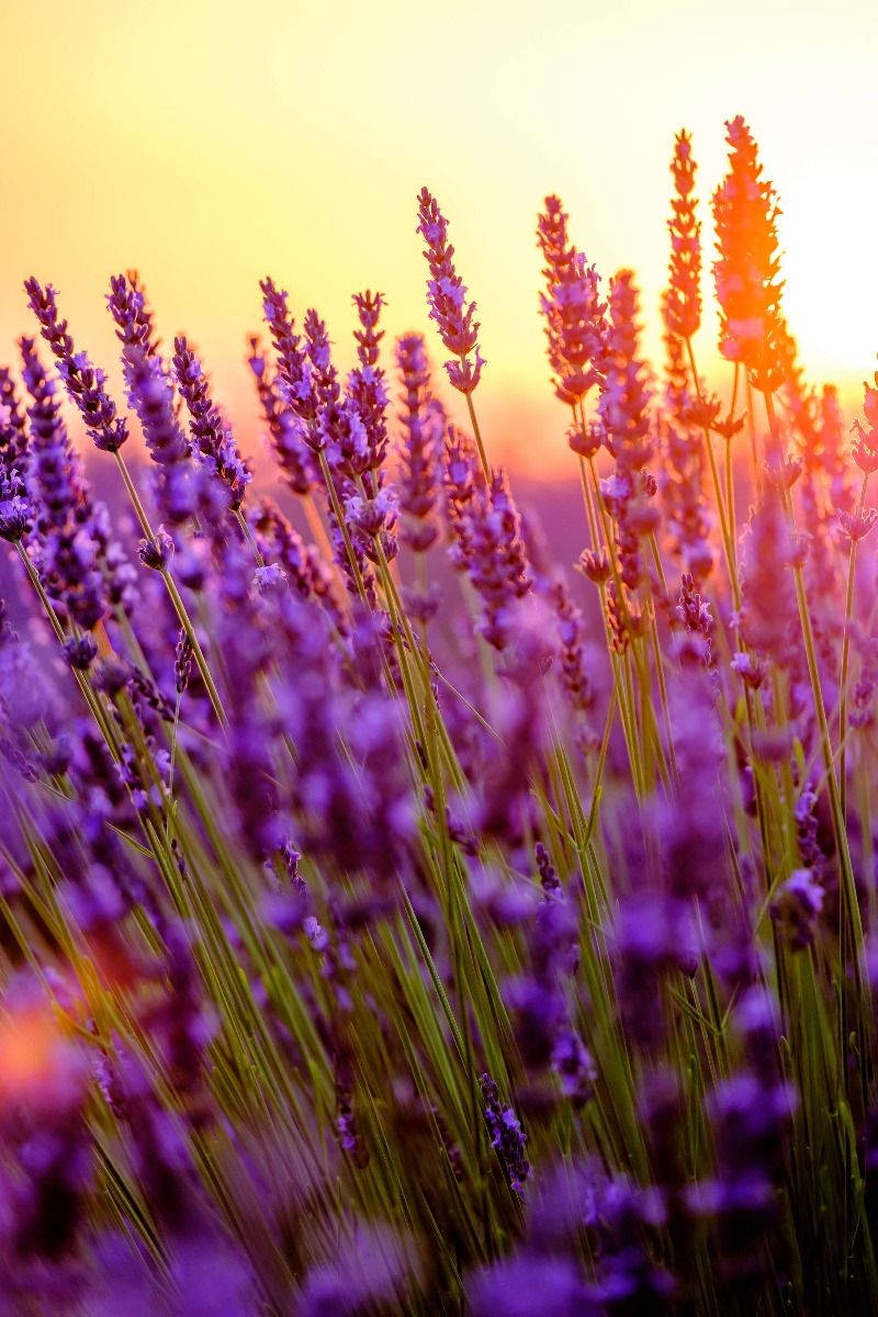 Lavender Aesthetic Flower Buds And Sunlight Wallpaper