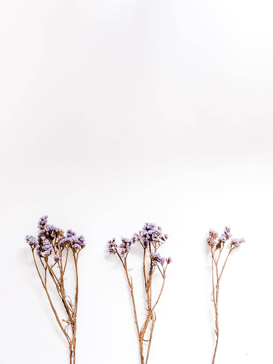 Lavender Aesthetic Handful Of Flower Buds Wallpaper