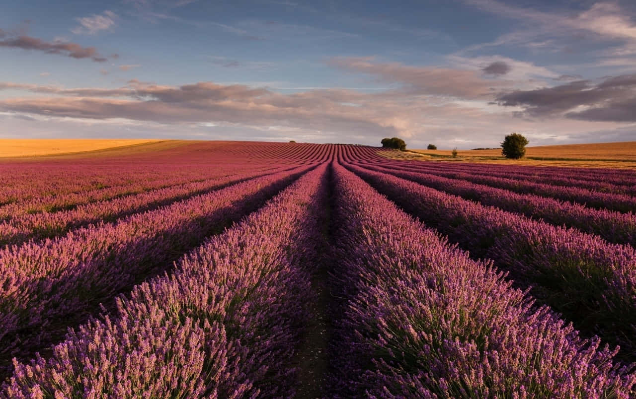Take a break, escape reality, and explore the dreamy world of lavender aesthetic Wallpaper