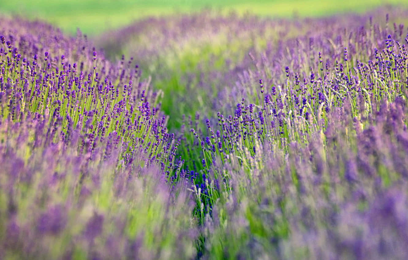 Lavender Field In A Field Wallpaper
