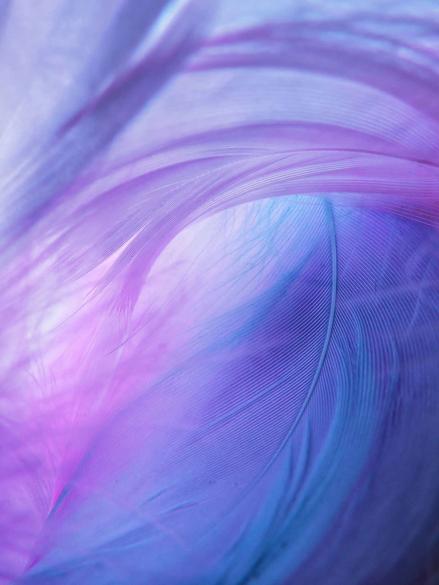 A Purple And Blue Feather With A Swirling Pattern Wallpaper