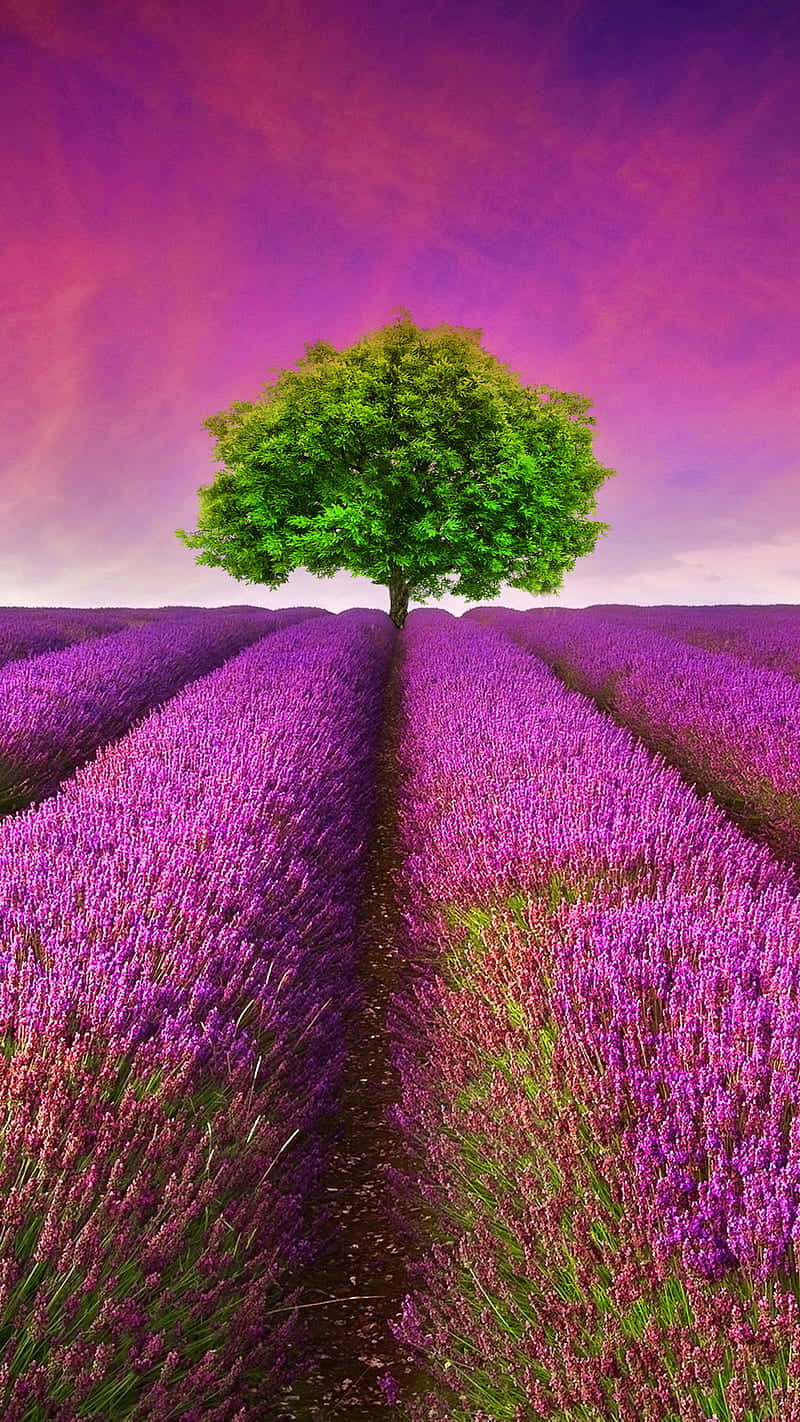 Lavendelfältmed Ett Träd I Mitten Wallpaper
