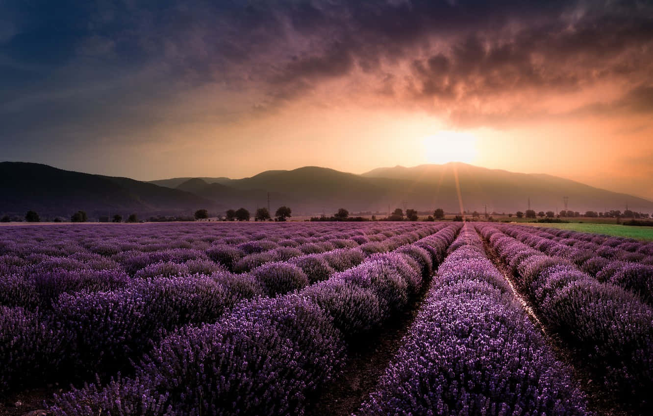 Create Something Beautiful with this Lavender Aesthetic Laptop Wallpaper