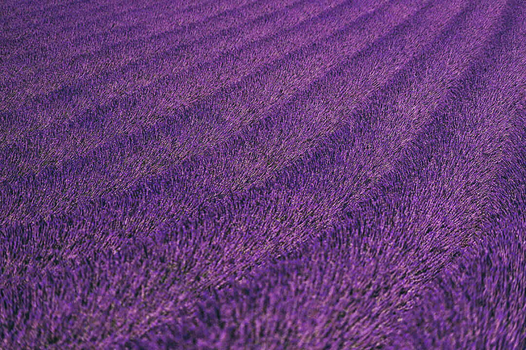 Lavender Aesthetic Neat Field Of Flowers Wallpaper