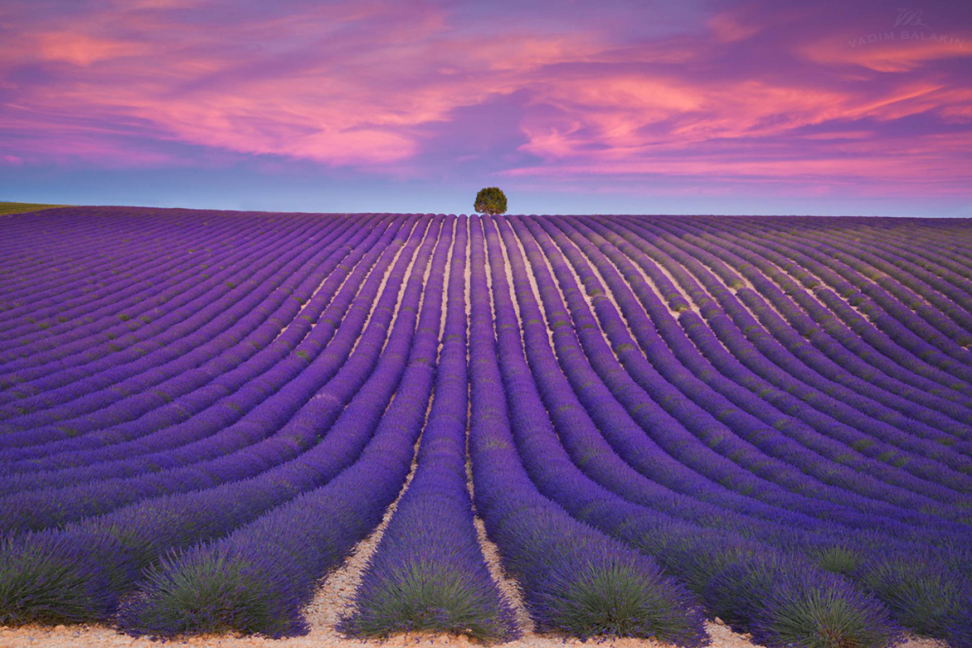 Lavender Aesthetic Neat Rows And Violet Skies Wallpaper