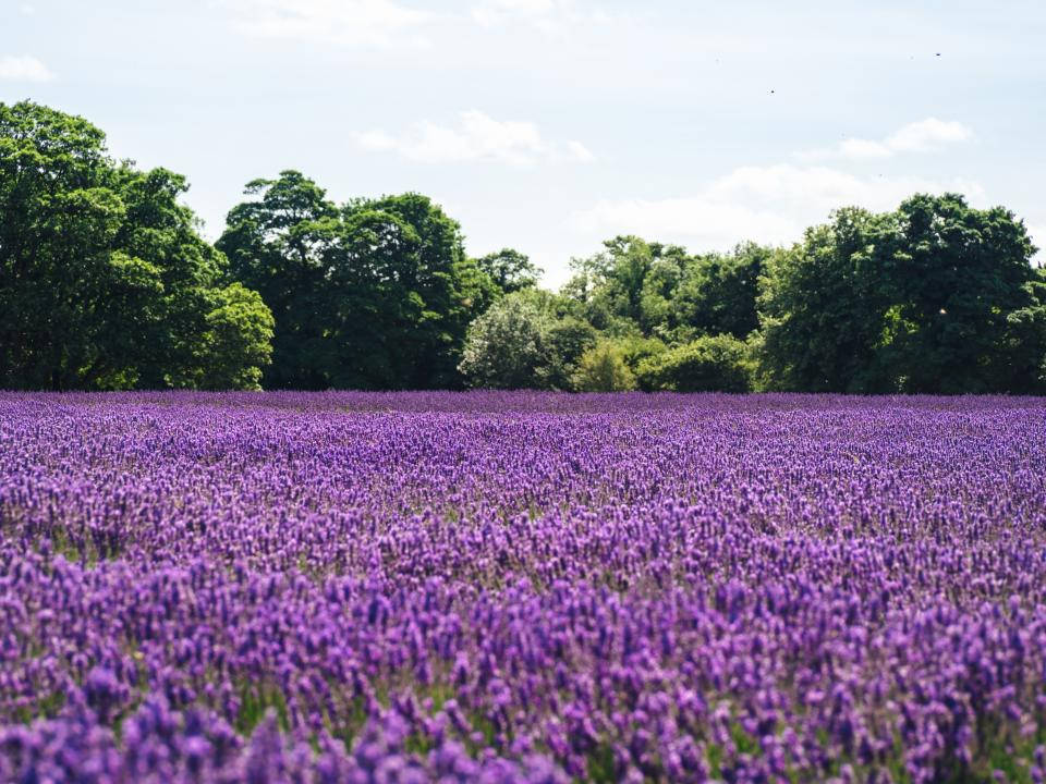 Lavender Aesthetic Sea Of Flowers And Trees Wallpaper