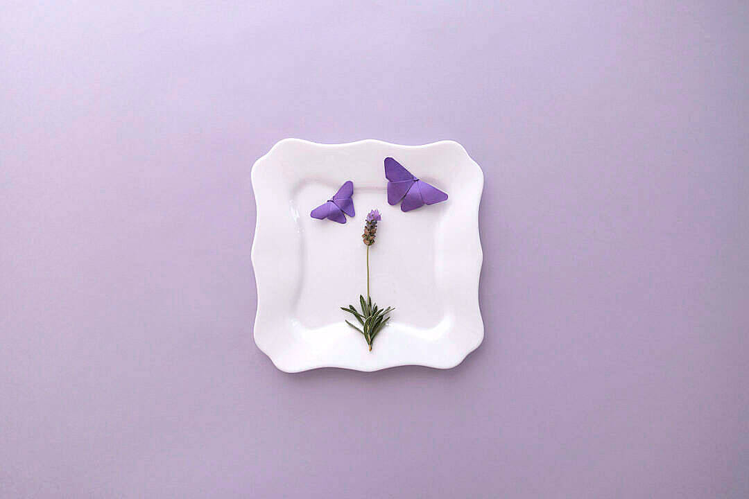 Lavender Aesthetic Stem And Butterflies Wallpaper