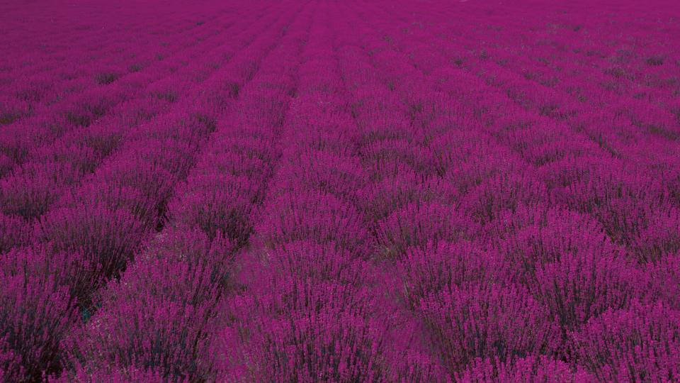 Lavender Aesthetic Wide Field Of Bushes Wallpaper