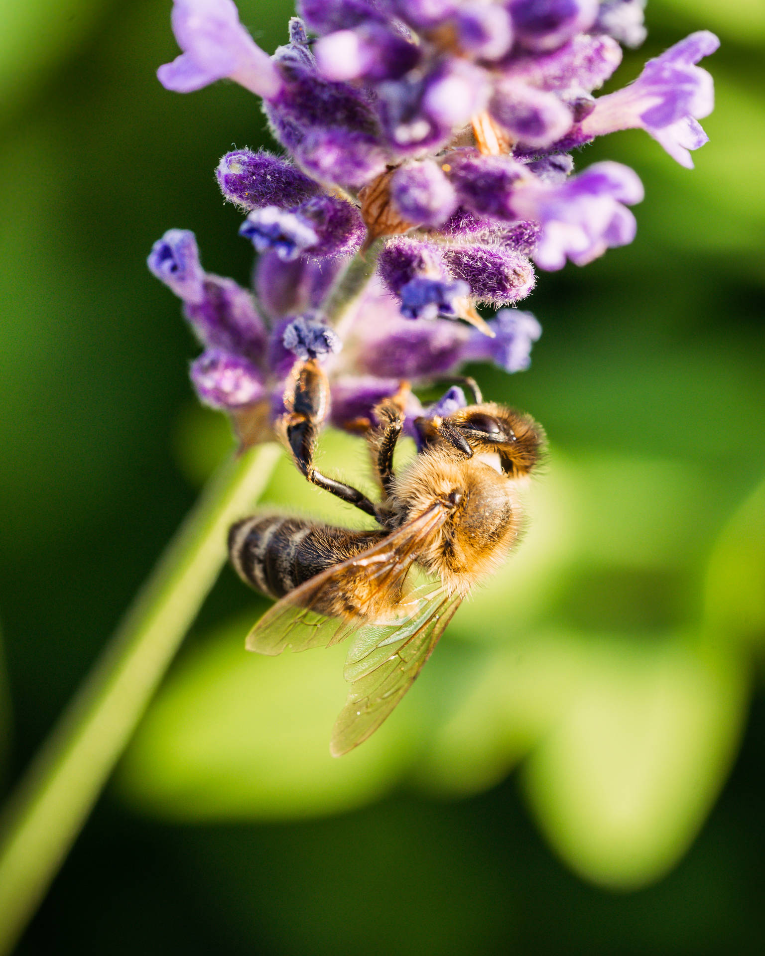 Lavender And Bee Huawei Honor Wallpaper
