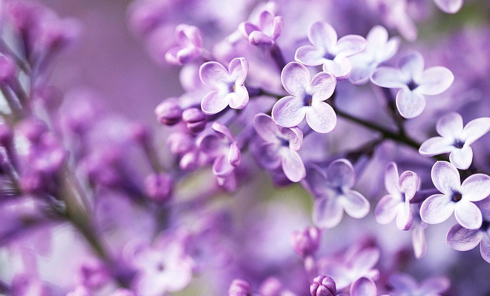 Lavendel Baggrund Blomst Design