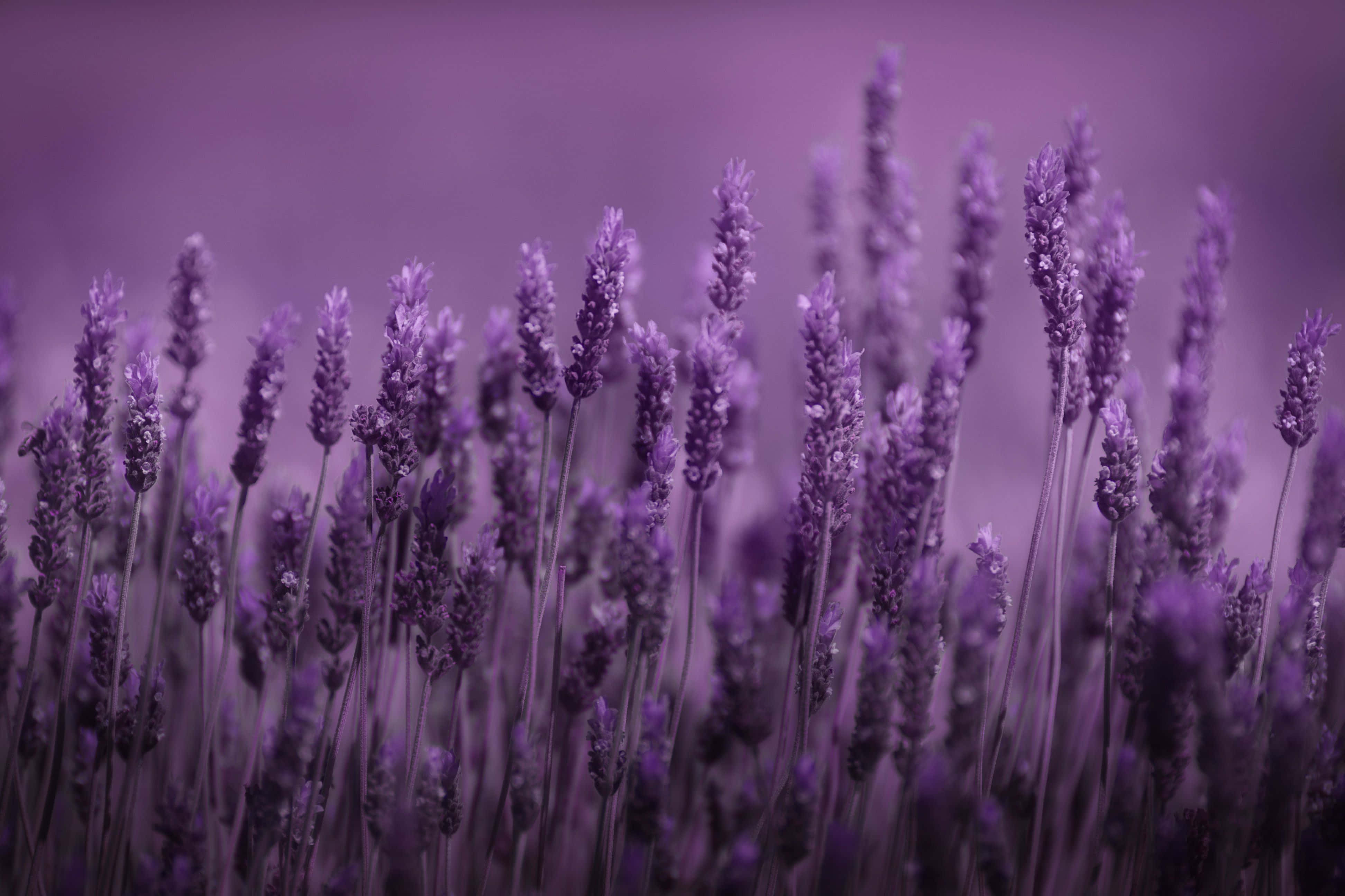 Lavendel Baggrund