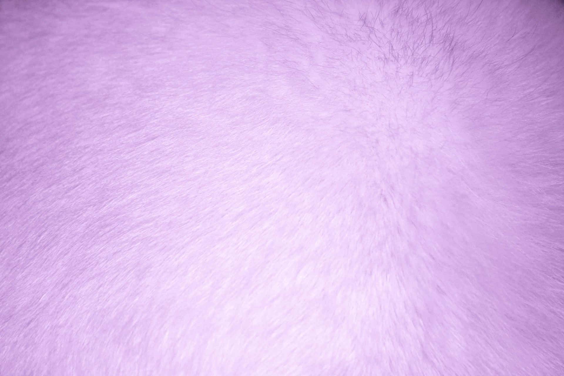 Lavender Background