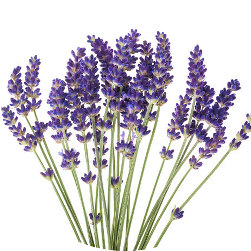 Lavender Blooms Bunch.png PNG