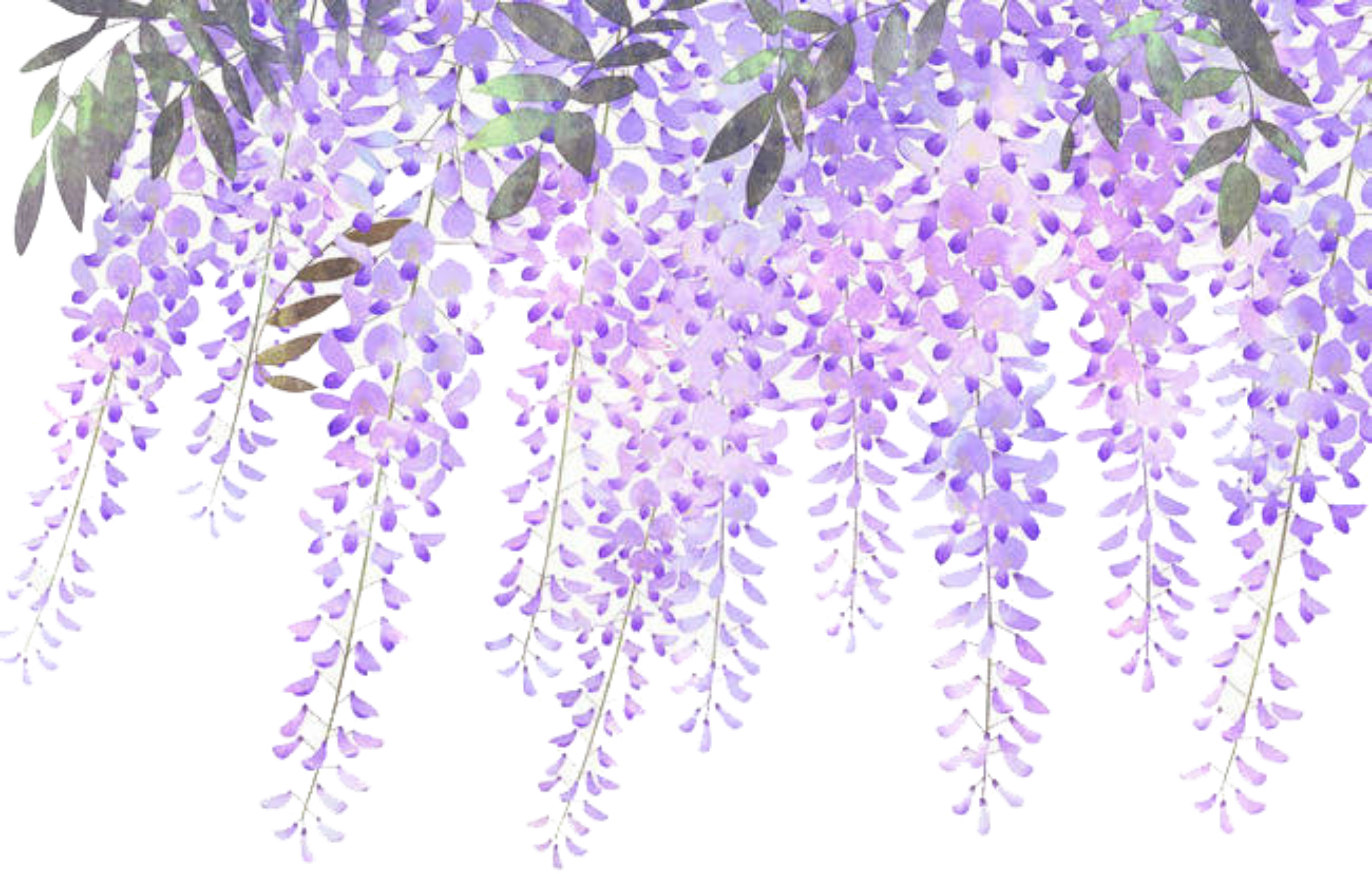 Lavender Blooms Transparent Background PNG