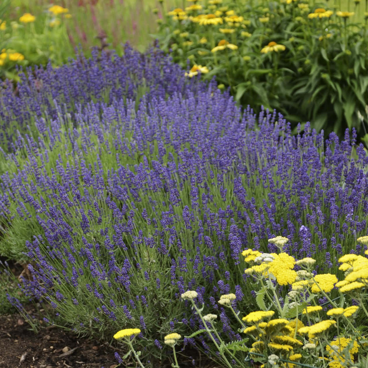 A field of beautiful blue lavender Wallpaper