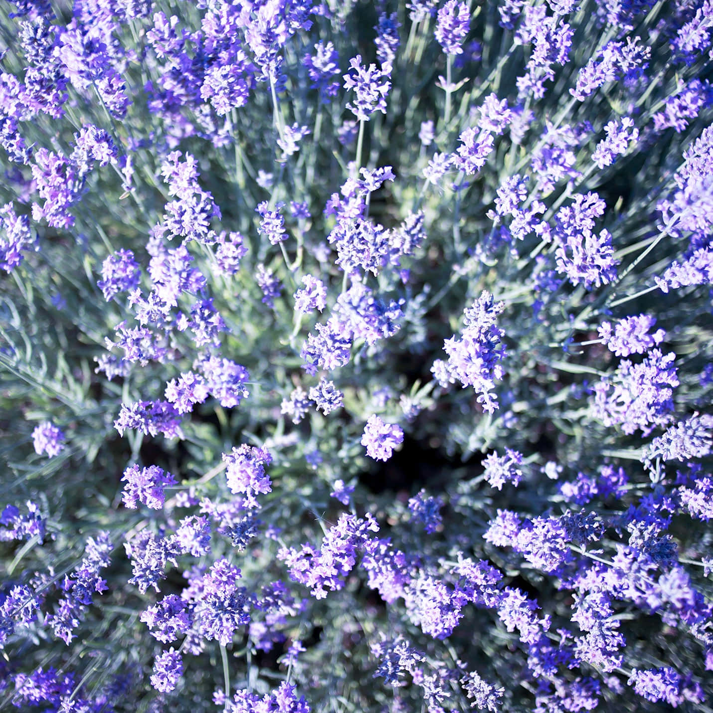 A field of Lavender Blue flower stretching into the horizon. Wallpaper