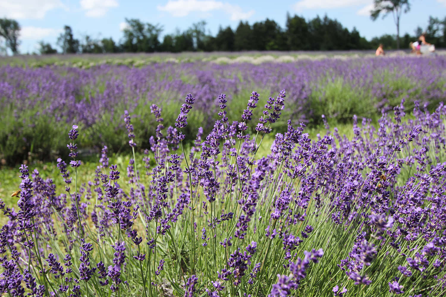 "Take in the sight of this beautiful and calming lavender blue field of flowers." Wallpaper