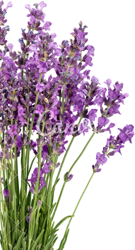 Lavender Bouquet Isolated Background PNG