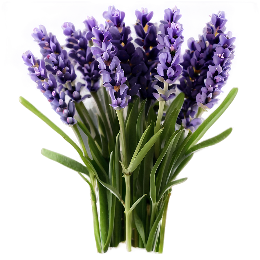 Lavender Bouquet Png Jva PNG