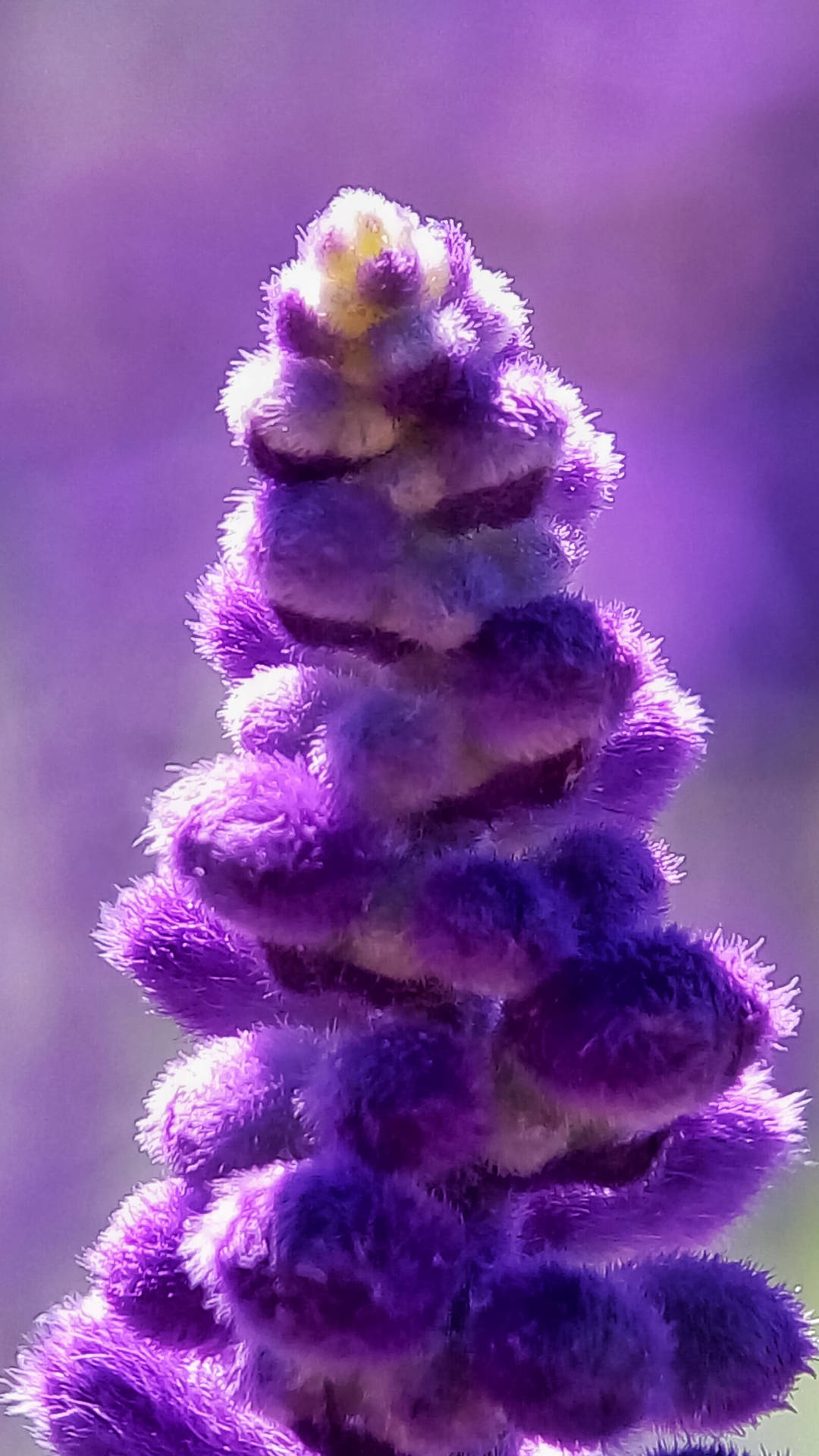 Lavender Bunga Close-up Wallpaper
