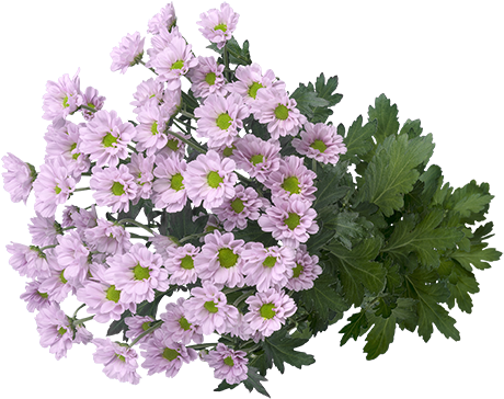 Lavender Chrysanthemums Bouquet PNG