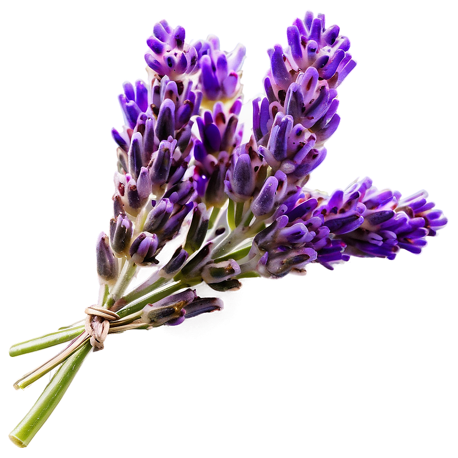 Lavender Cluster Png Bkq PNG