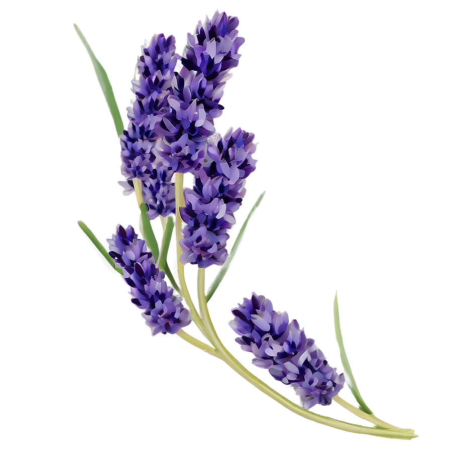 Lavender Cluster Png Gol PNG