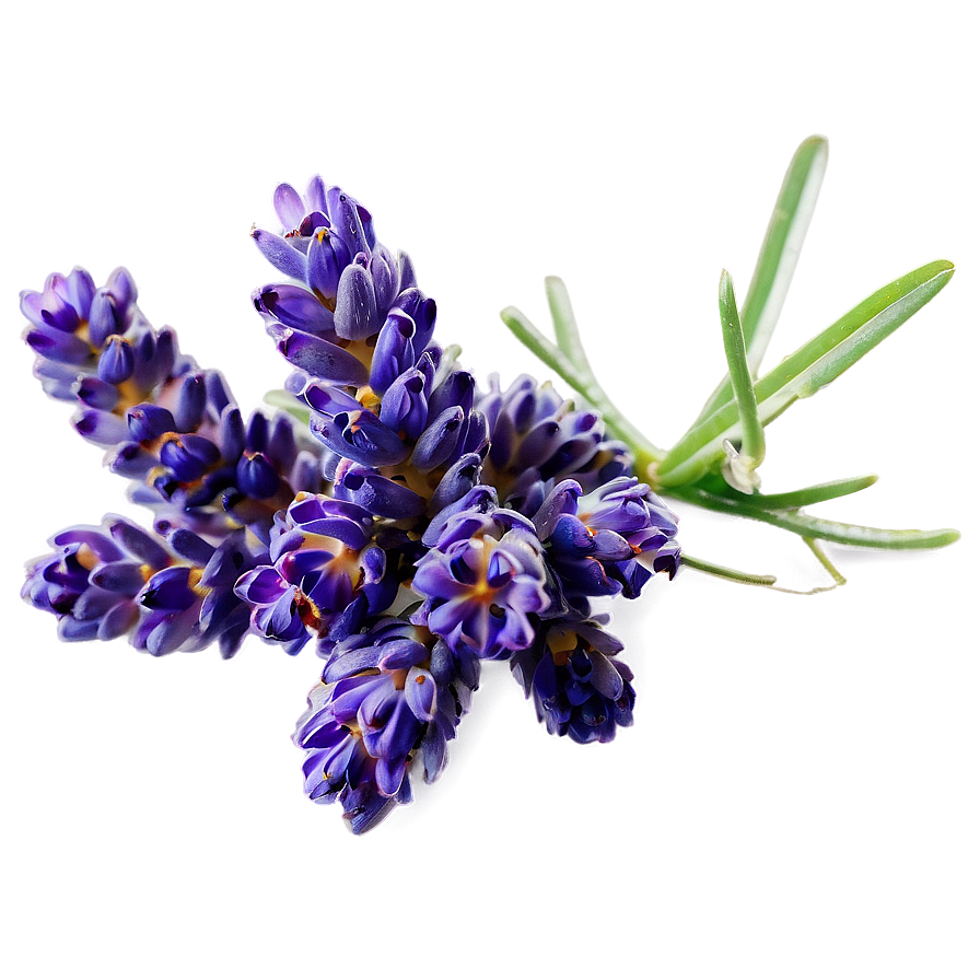 Lavender Cluster Png Wap PNG