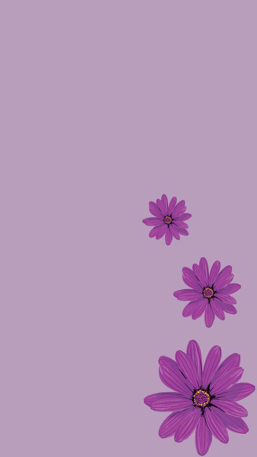 Lavender Daisy Gradient Background Wallpaper