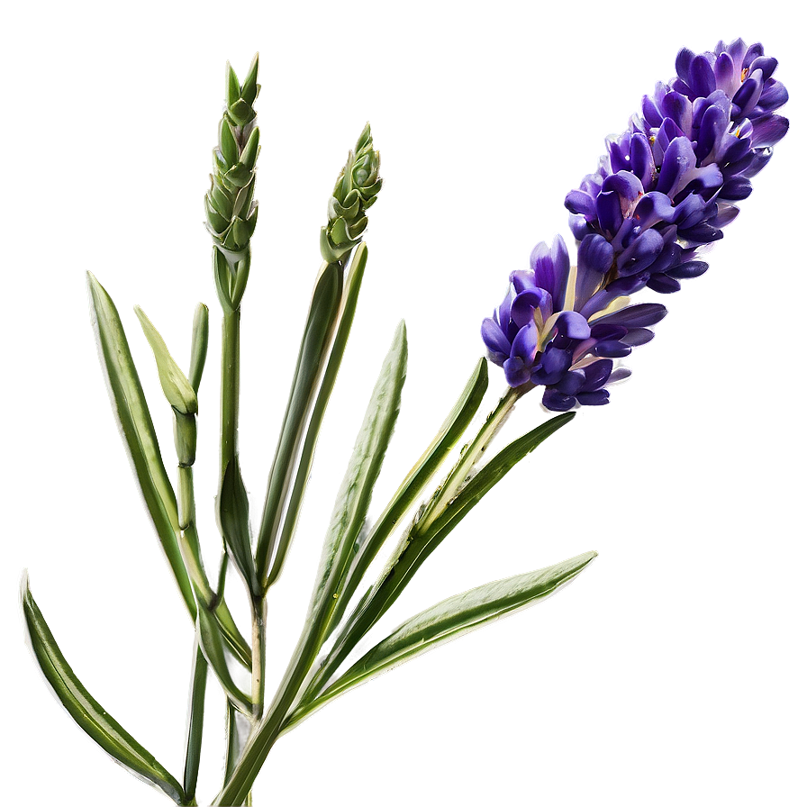 Lavender Essence Flower Png Fil PNG