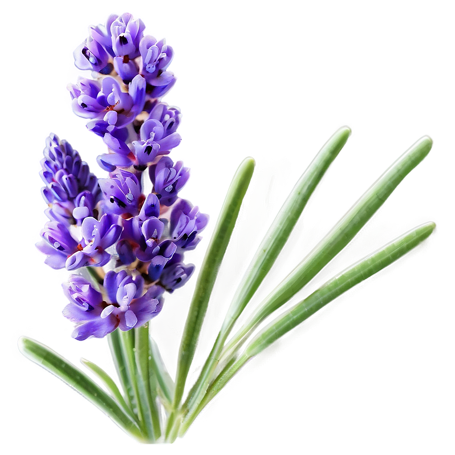 Lavender Essence Flower Png Hbq77 PNG