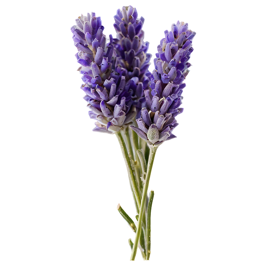 Lavender Farm Fresh Png 29 PNG