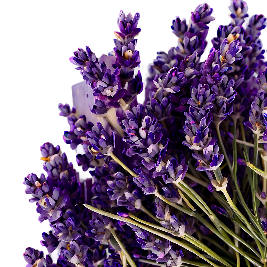 Lavender Farm Fresh Png 83 PNG