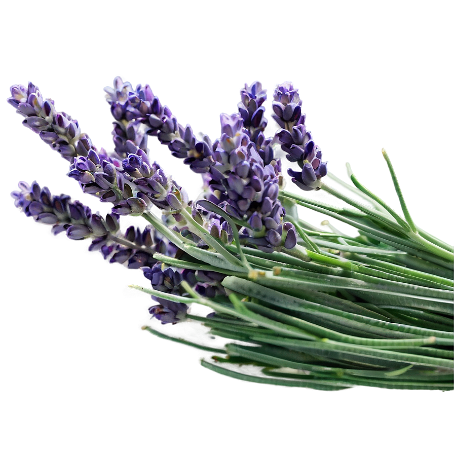 Lavender Farm Fresh Png Jet96 PNG