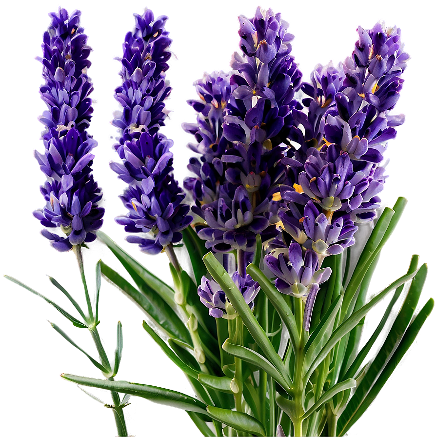Lavender Farm Fresh Png Krl PNG