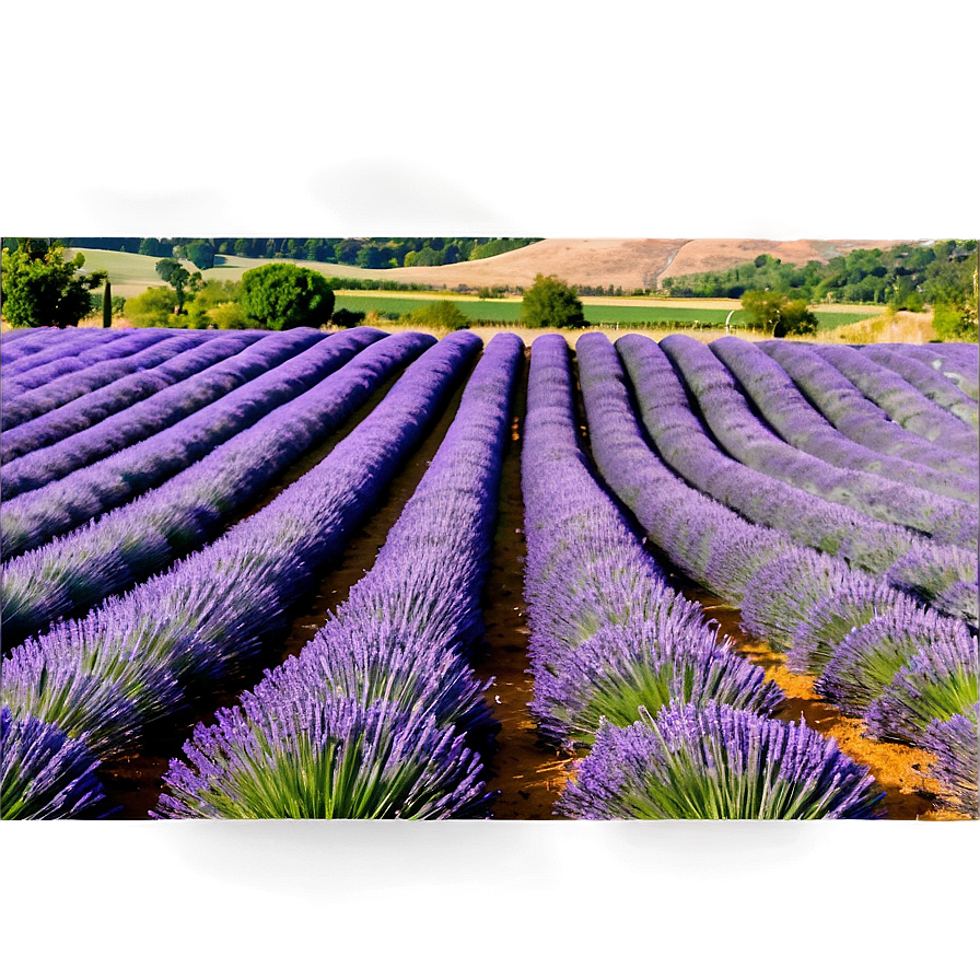 Lavender Farm Landscape Png 06132024 PNG