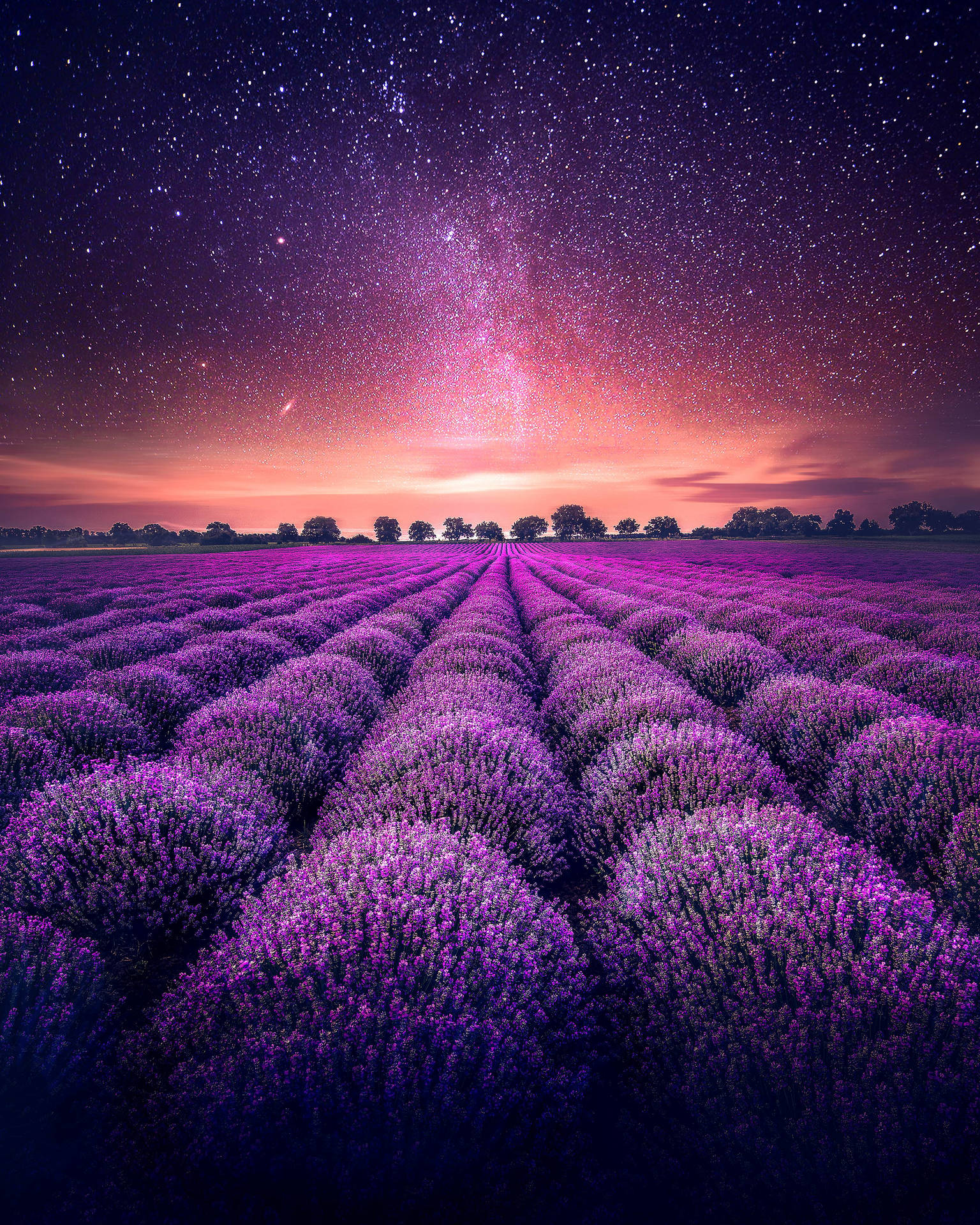 Lavender blossoms unveil a star-studded night in France Wallpaper