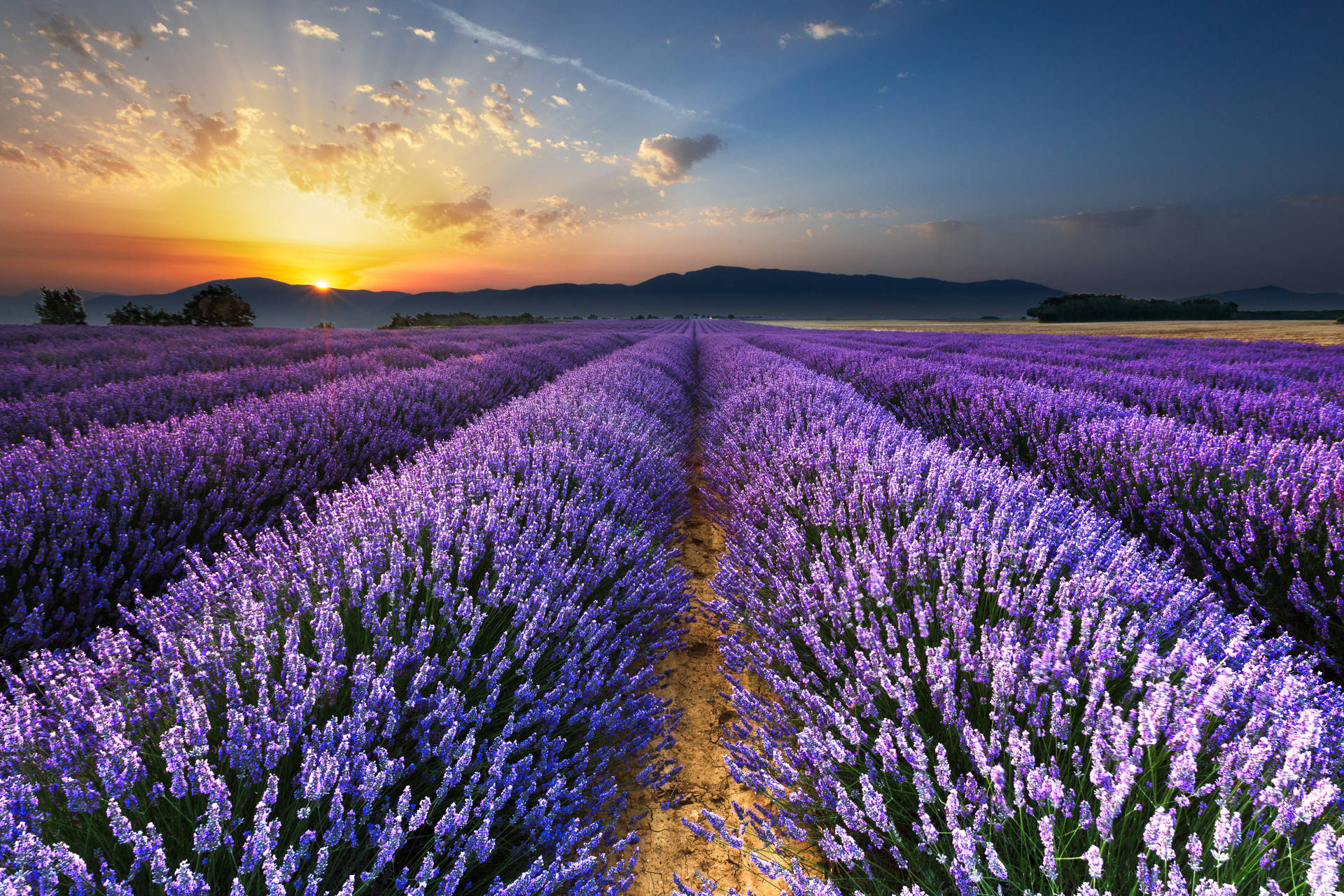 A stunning view of a lavender field at sunset Wallpaper