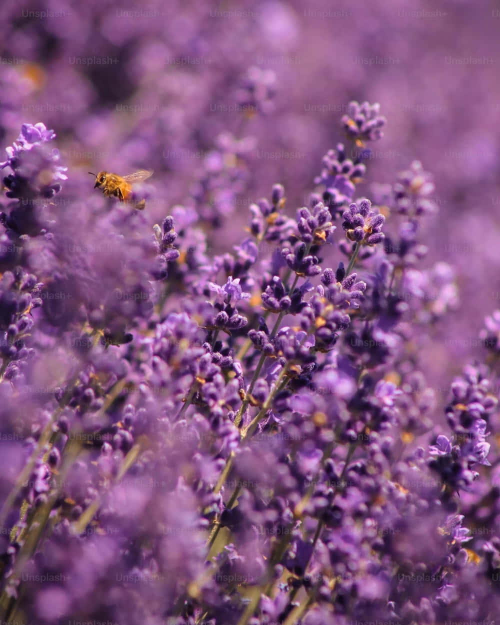 Lavender Field Bee Pollination.jpg Wallpaper