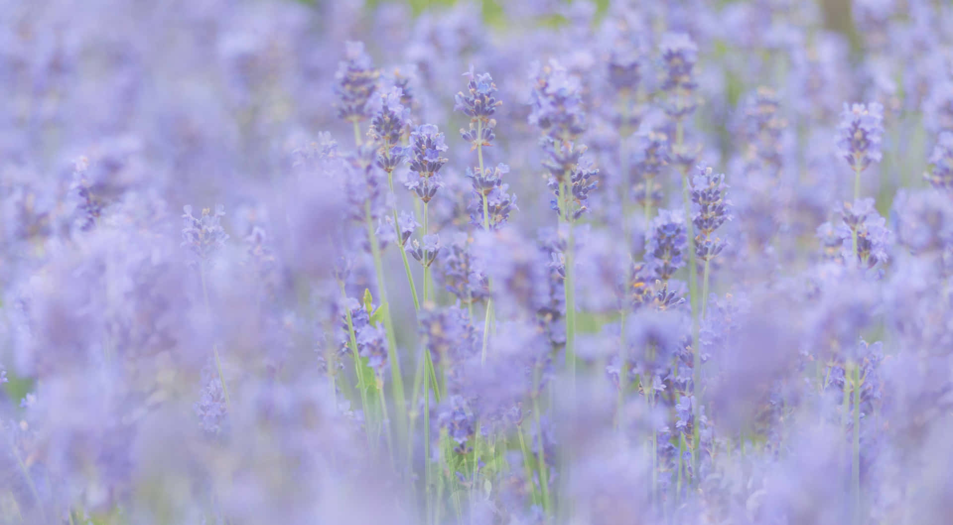 Lavender Field Blur Purple Aesthetic.jpg Wallpaper