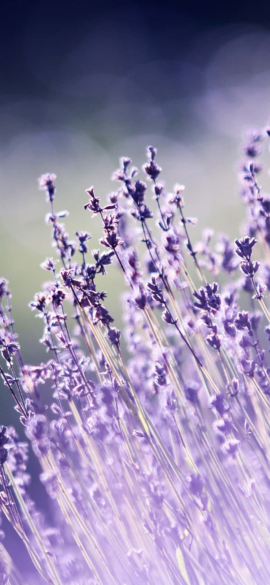 Lavender Field Bokeh Aesthetic.jpg Wallpaper